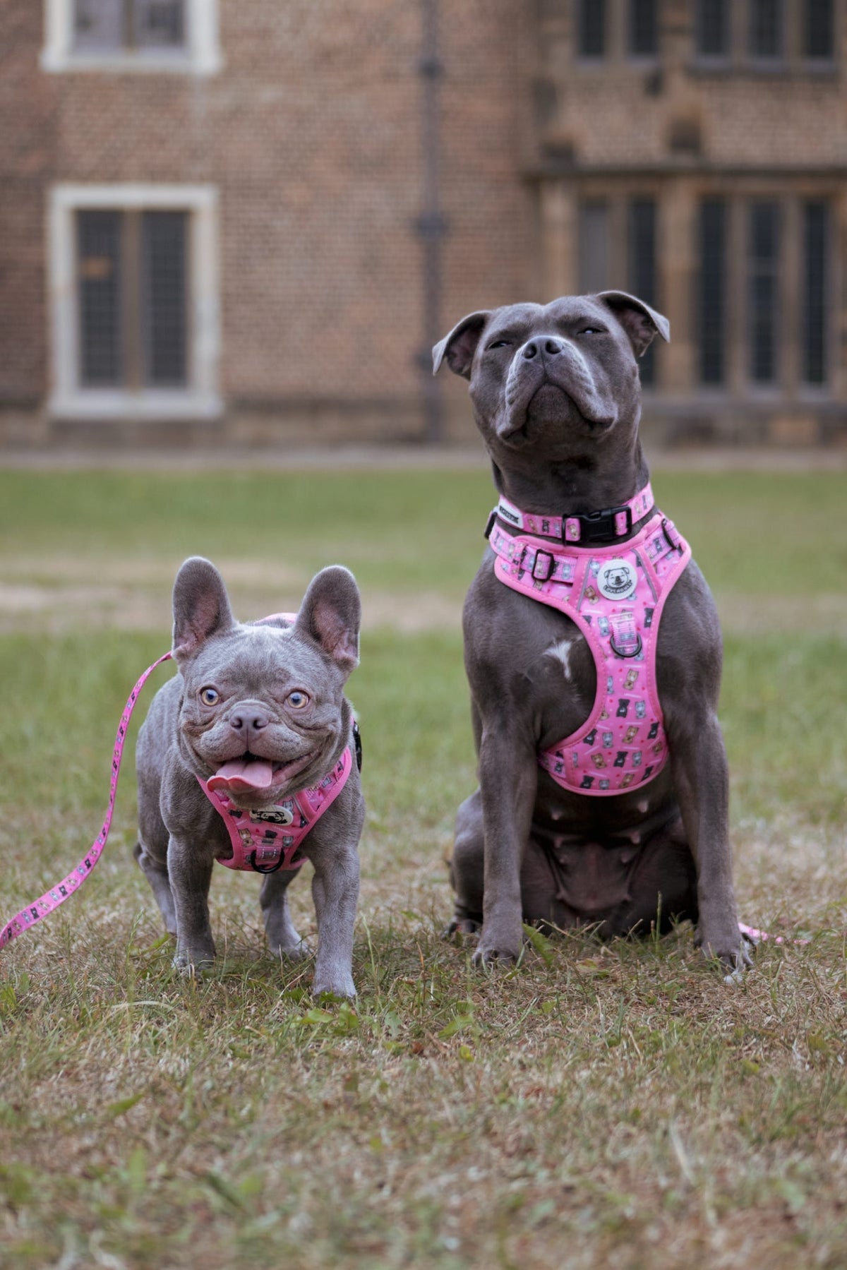 LOVEABULL®  Pink Harness