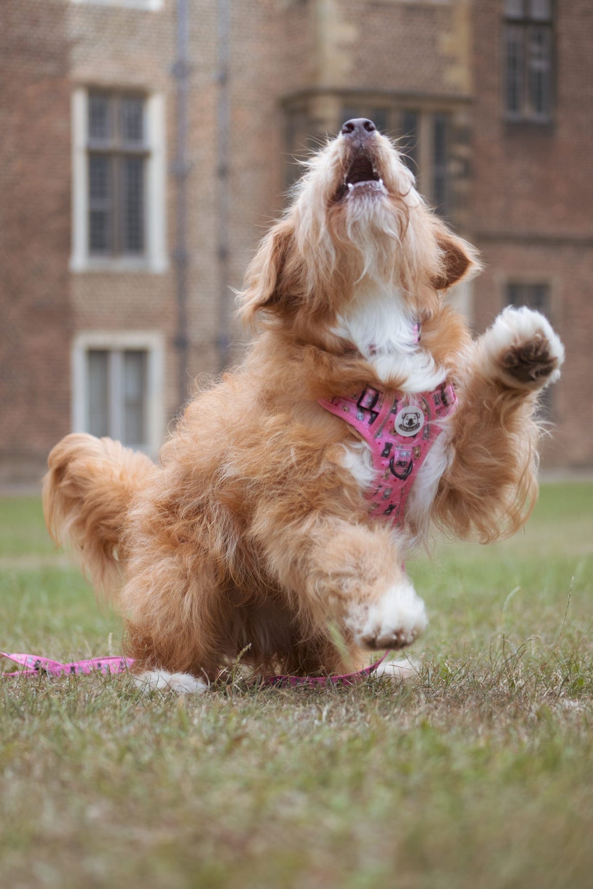 LOVEABULL®  Pink Harness
