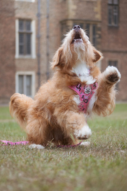 LOVEABULL®  Pink Harness