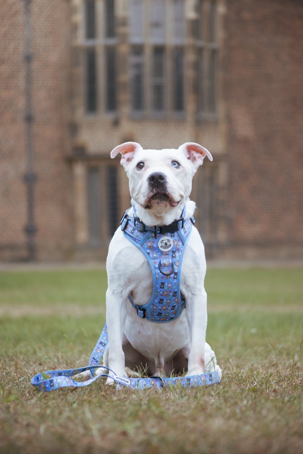 LOVEABULL®  BlueHarness