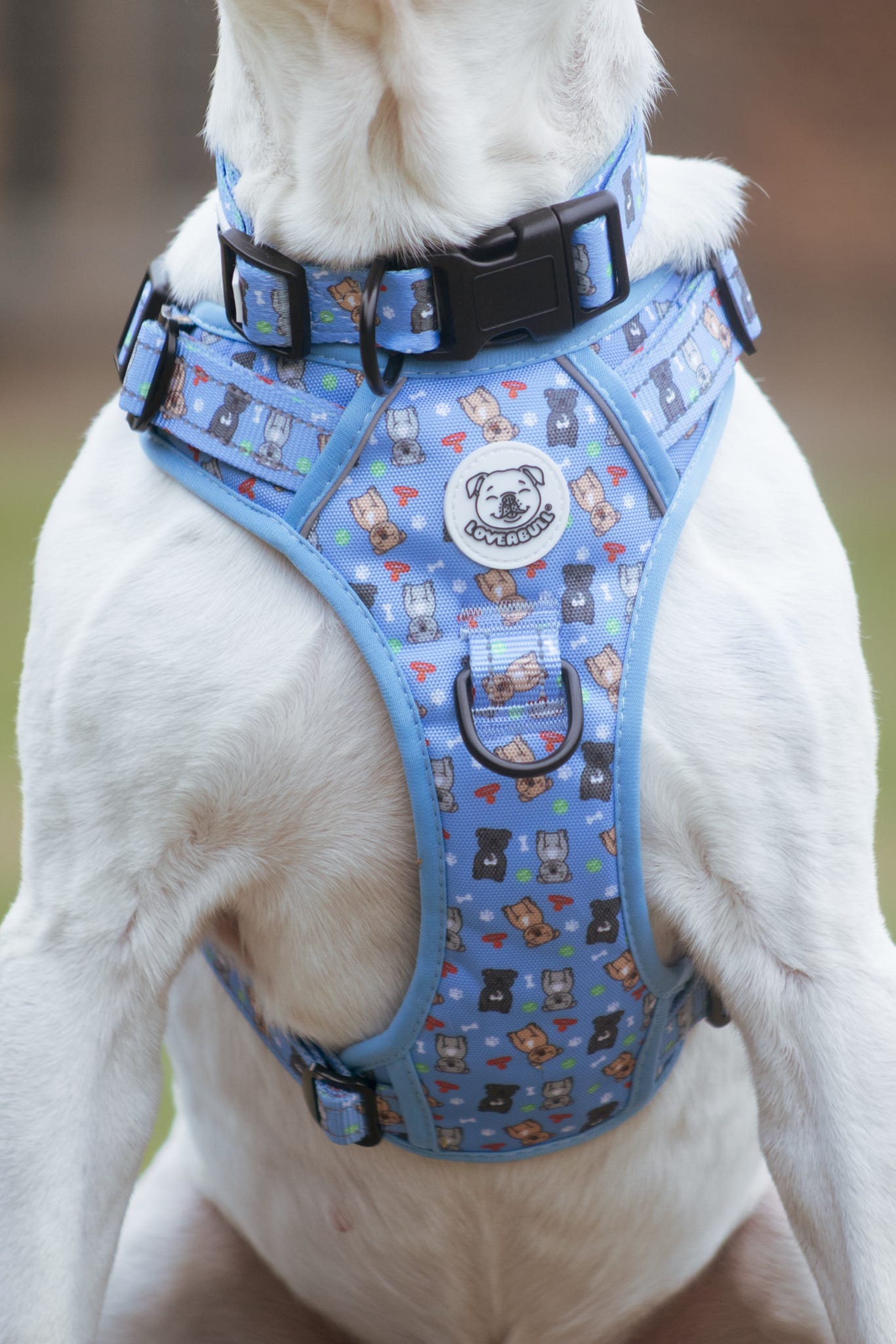 LOVEABULL®  BlueHarness