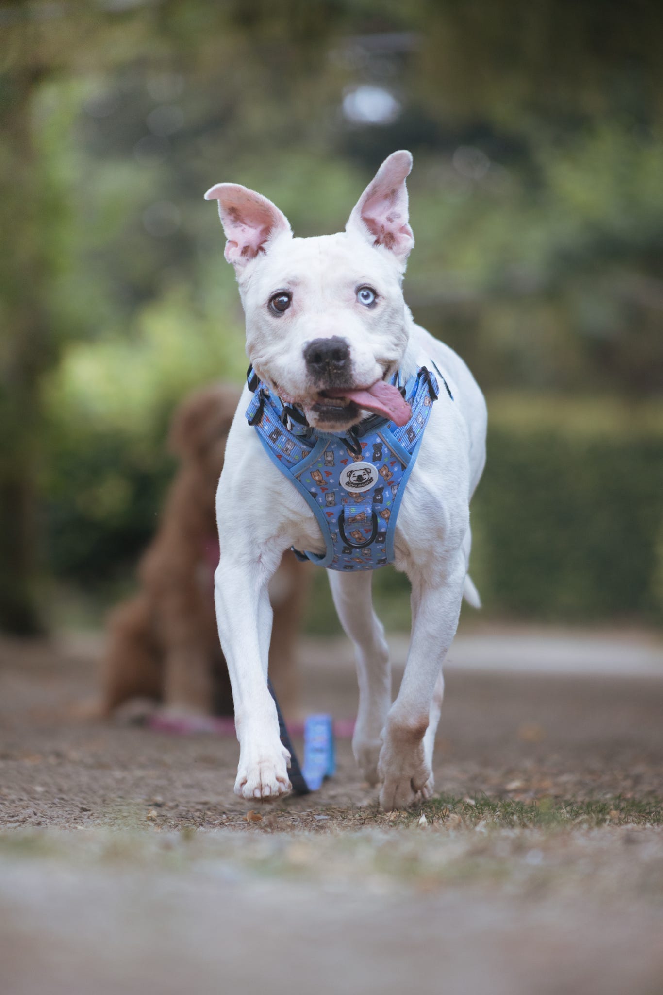 LOVEABULL®  BlueHarness